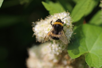 Hummel auf einer Spierstrauchblüte von oben Makro