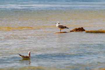 Two headed gull. One standing on stones second floats on sea water.