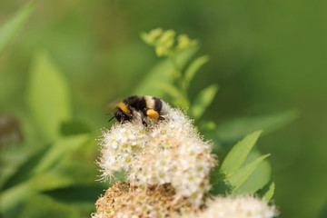 Hummel auf einer Spierstrauchblüte im Profil Makro