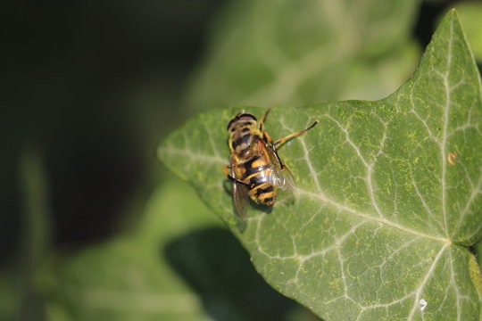 Wespe auf Efaublatt Makro