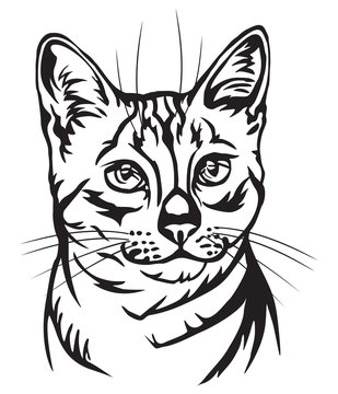 Decorative portrait of Egyptian Mau Cat vector illustration