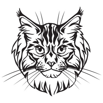 Decorative portrait of Maine Coon Cat vector illustration