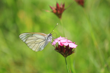 profile butterfly on the flower