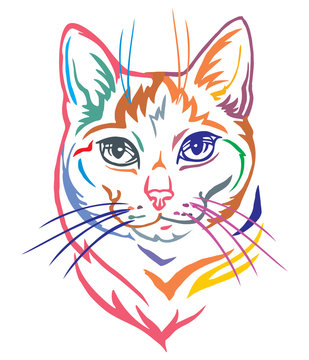 Colorful decorative portrait of Mongrel Cat vector illustration
