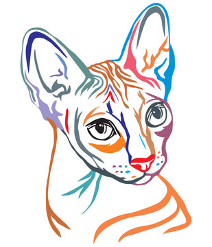 Colorful decorative portrait of Sphynx Cat vector illustration