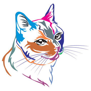 Colorful decorative portrait of Thai Cat vector illustration