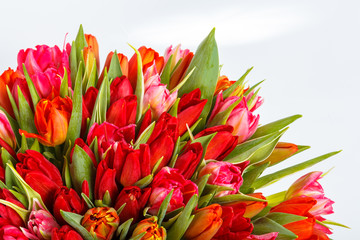 Mix of spring tulips flowers near grey wall