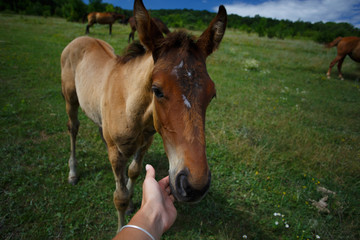 Fototapeta premium Wild horses walking in the walley