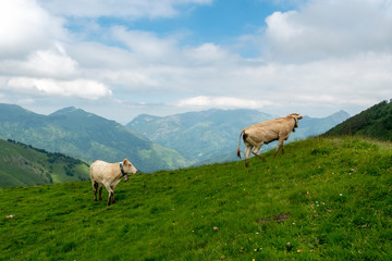 Cows grazing in pastures of the Alps