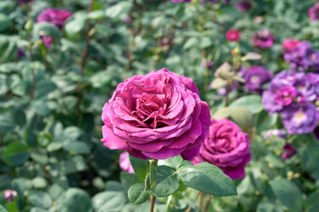 Wonderful pink roses blooming in the garden