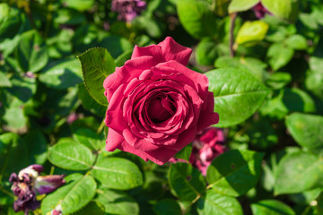Lovely red roses blooming in the garden