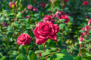 Lovely red roses blooming in the garden