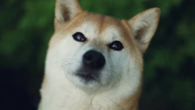 Close-up slow motion portrait of adorable dog shiba inu looking at camera and licking its mouth and nose with pink tongue. Animals and nature concept.