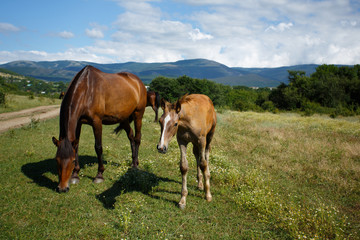 Obraz premium Wild horses walking in the walley