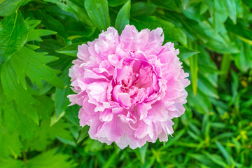 Obraz premium beautiful pink peonies in the garden