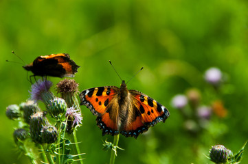 Macro shot of a butterfly taken in Castleton