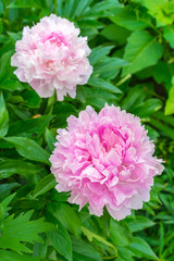 beautiful pink peonies in the garden