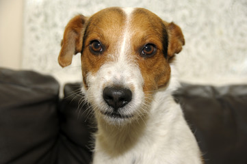 Head shot of a Jack Russel