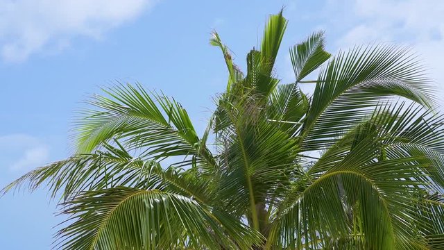 Palmzweige im Wind 2