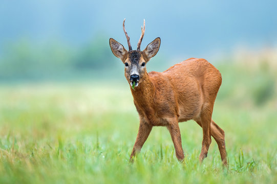 Roe buck standing in a field and eating weed
