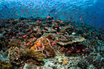 Fototapeta na wymiar Colorful Anthias and Beautiful Coral Reef in Alor