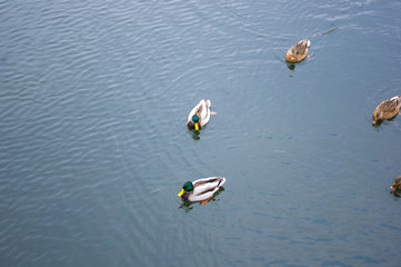 Naklejka na ściany i meble group of ducks in the water of the city pond
