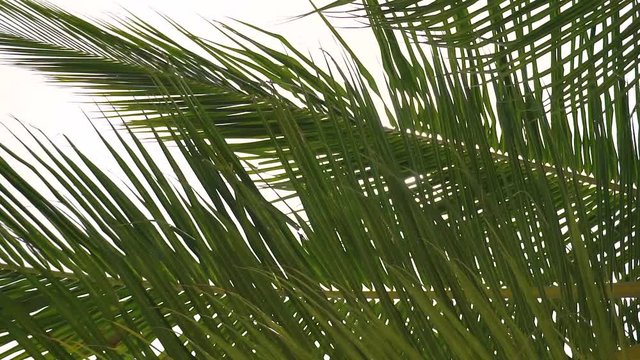 Palmzweige vor Sonnen im Wind Gegenlicht