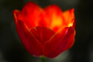 Tulip Study