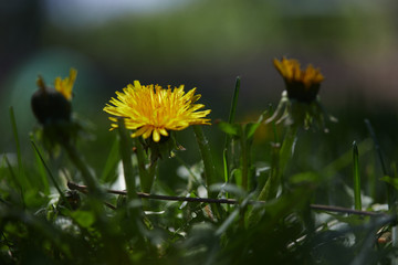 Dandelions; weeds to some