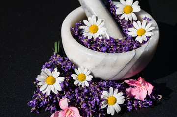 Lavendel