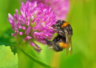 A bumblebee collects nectar from a flower.