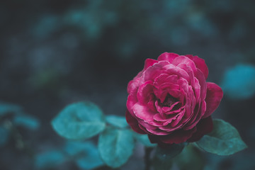 soft focus one rose flower in garden environment with soft blue color romantic filter
