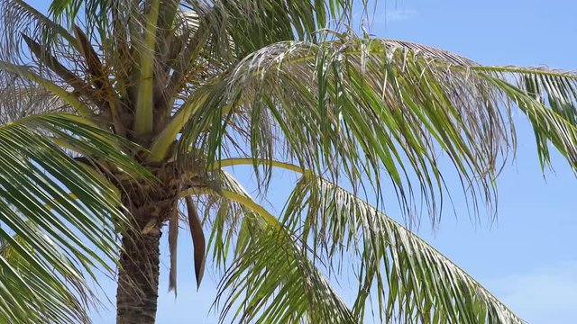 Palmzweige im Wind