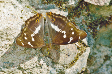 Beautiful butterfly sitting on a stone.