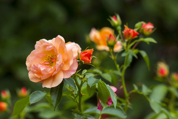orange roses in the garden