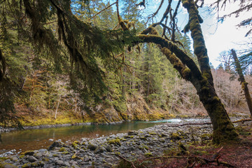 Moss Covered Tree