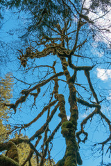 Moss covered tree Olympic National Park, WA, USA