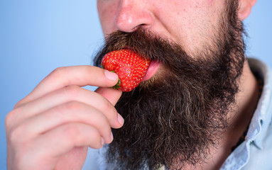 Male face beard try strawberry. Berry male mouth surrounded beard mustache. Gastronomic pleasure. Desire concept. Oral pleasure. Enjoy juicy ripe red strawberry. Man eat sweet strawberry, close up