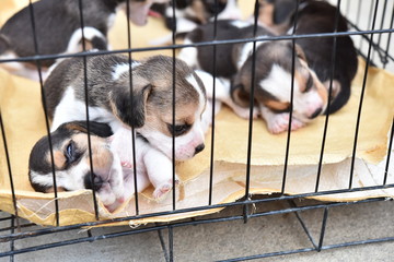 Cute little Beagles for sell in dog cage
