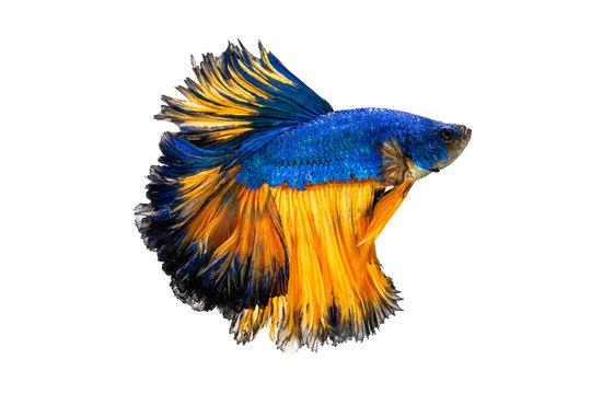 The moving moment beautiful of siamese betta fish in thailand on isolated white background. 
