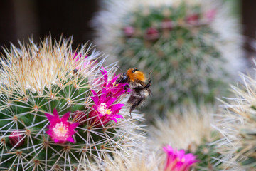 hummel auf bl&uuml;hendem kaktus