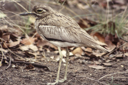 Water Dikkop (Burhinus vermiculatus), Kruger National Park, Mpumalanga, South Africa
