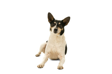 Dutch boerenfox terrier dog lying down facing the camera isolated on a white background