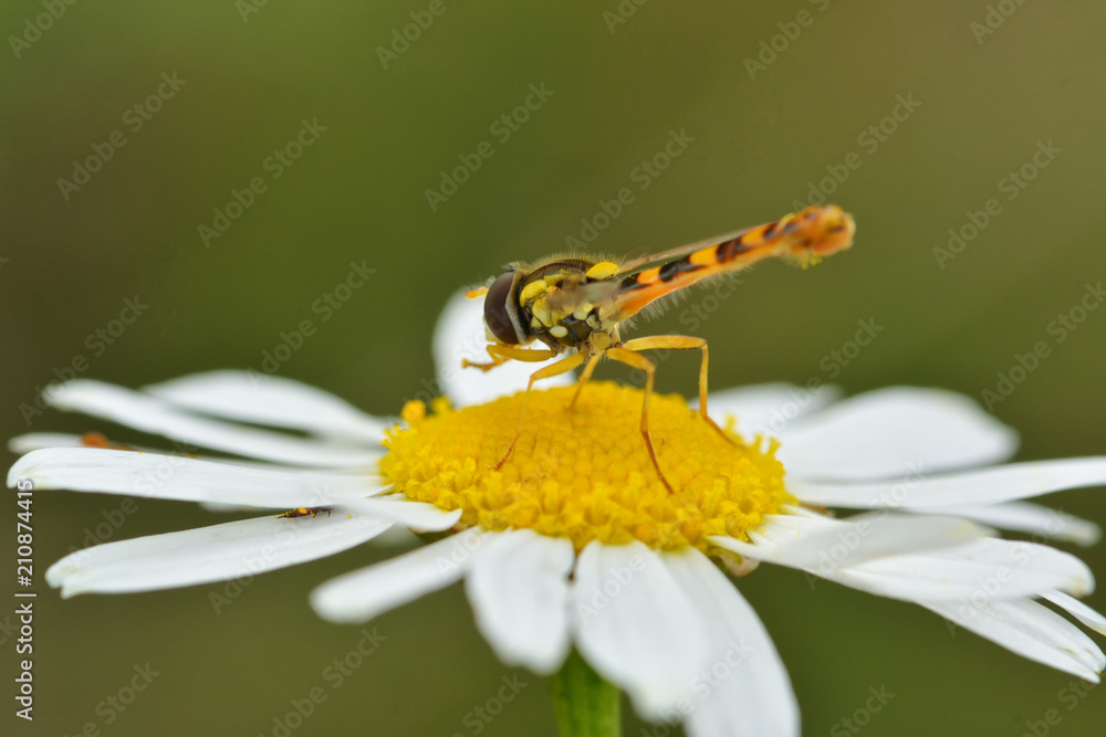 Wall mural flower bee on flower in its natural environment