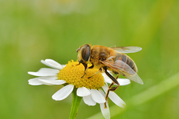 Flower bee on flower in its natural environment