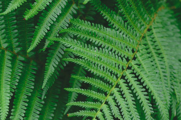Ferns leaves green foliage in soft colors background surface
