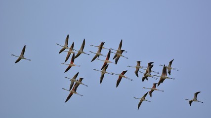 Greater Flamingo (Phoenicopterus roseus), Greece