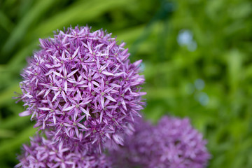 Alliums