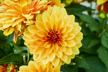 Beautiful orange and yellow chrysanthemum background or wallpaper. Chrysanthemum flowers close up.