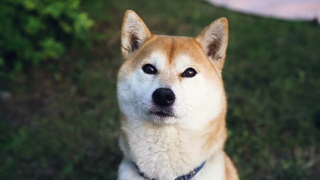Close-up slow motion portrait of cute shiba inu dog looking at camera sitting on green grass in the park. Animals, pets and nature concept.